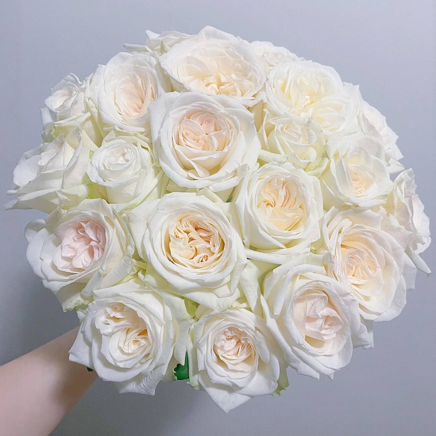 白荔枝玫瑰花大苗阳台花园植物