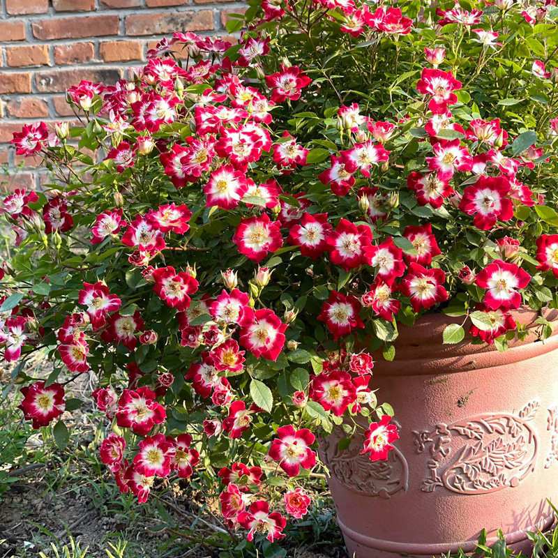 小画家姬月季花大苗盆栽日本赤花微型月季单瓣蔷薇有香味株型紧凑,鲜花速递/花卉仿真/绿植园艺,月季/蔷薇/玫瑰,淘宝优惠券,粉丝福利购,淘宝优惠卷