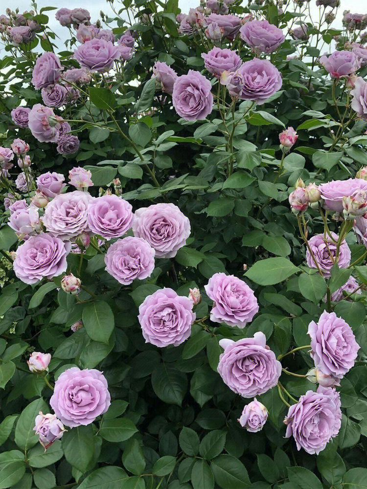 诺瓦利斯月季花大苗盆栽蓝紫色系阳台庭院大花浓香抗黑斑四季开花