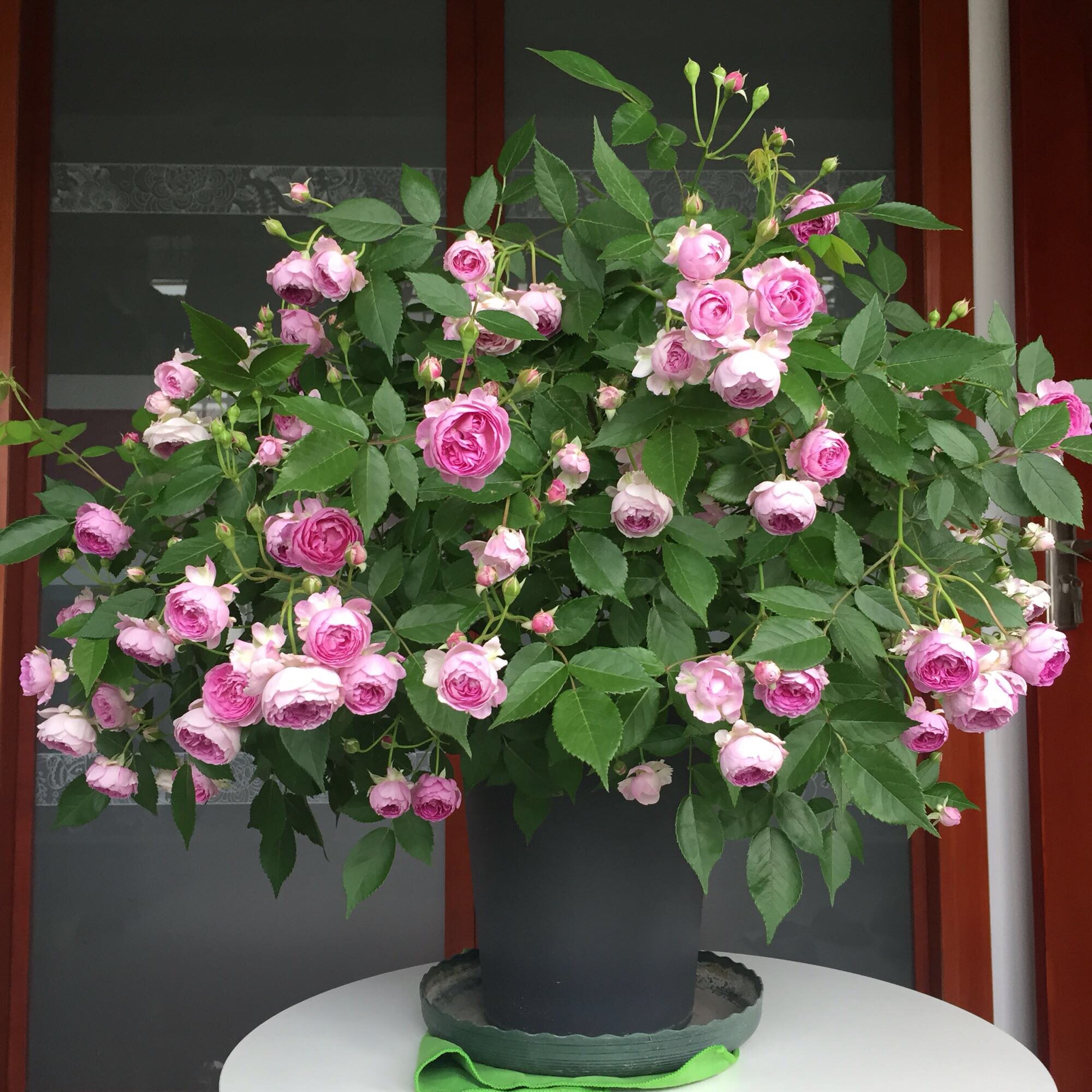 玛姬婶婶月季花大苗丰花微月多季开花盆栽阳台花园庭院浓香型花卉