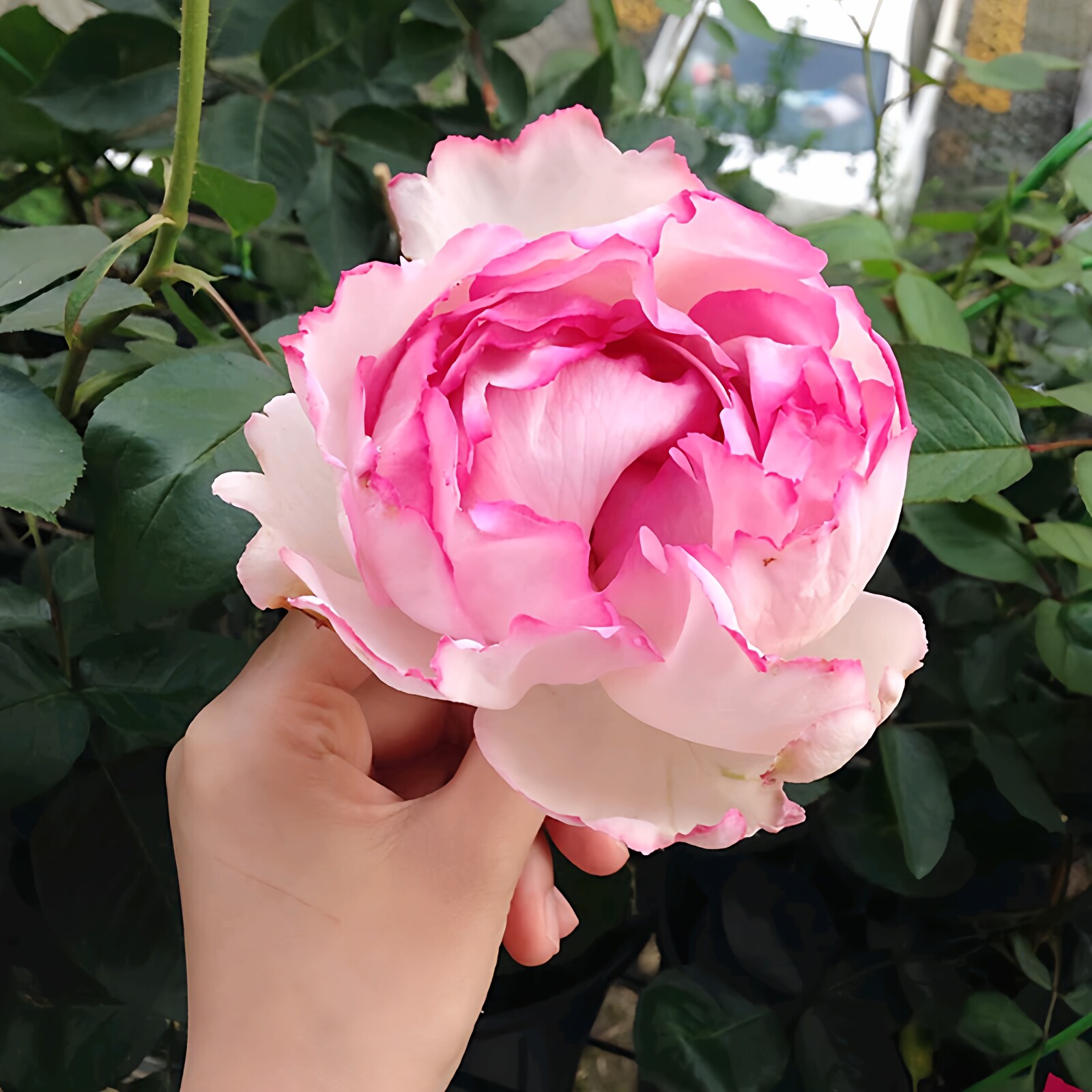 伊芙贵族香水月季特大花浓香好养