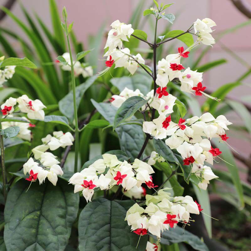 阳台客厅花卉植物白花龙吐珠苗盆栽好养观花绿植四季露台攀爬花卉