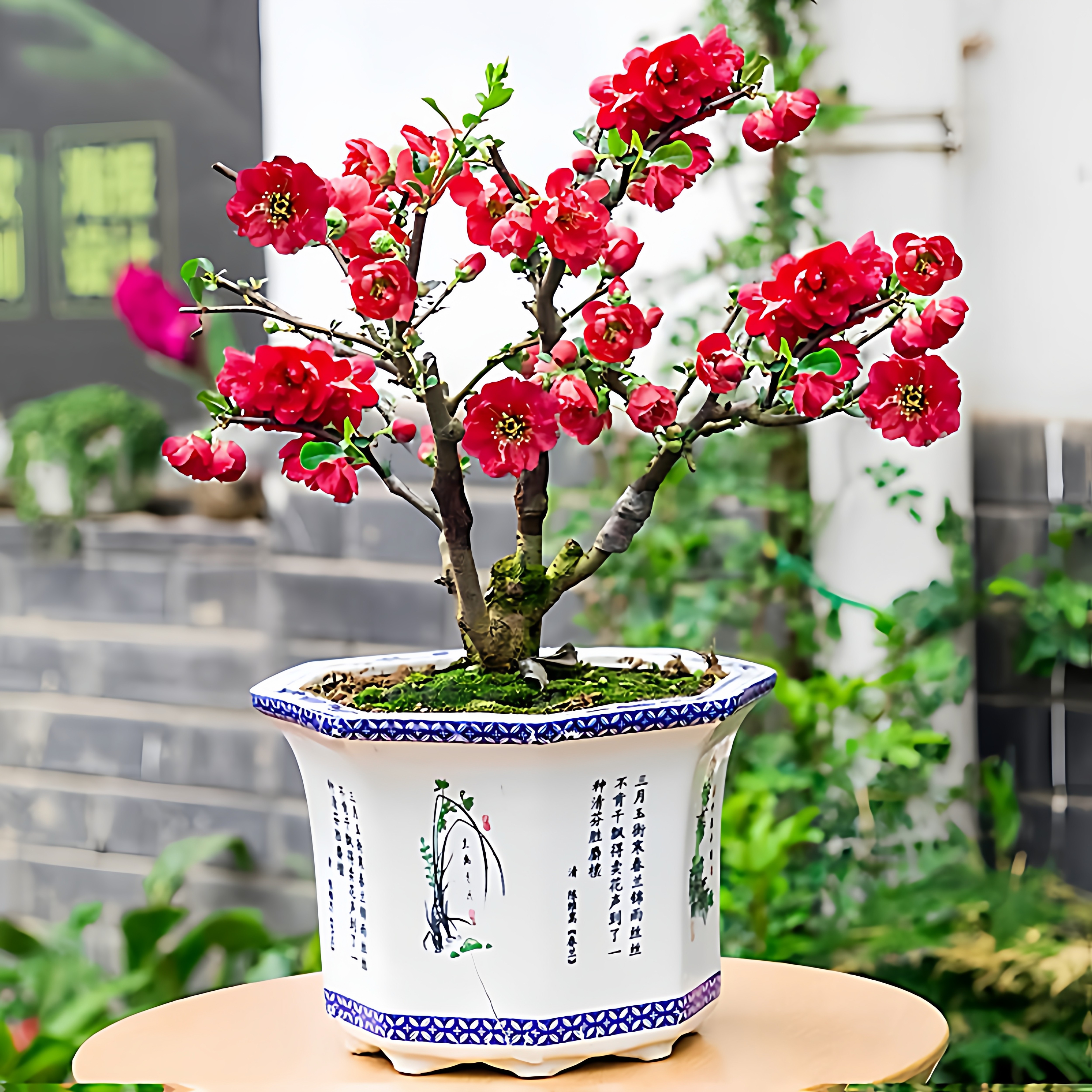 四季海棠花盆栽树苗重瓣花卉盆景老桩庭院绿植物室内好养耐寒红色
