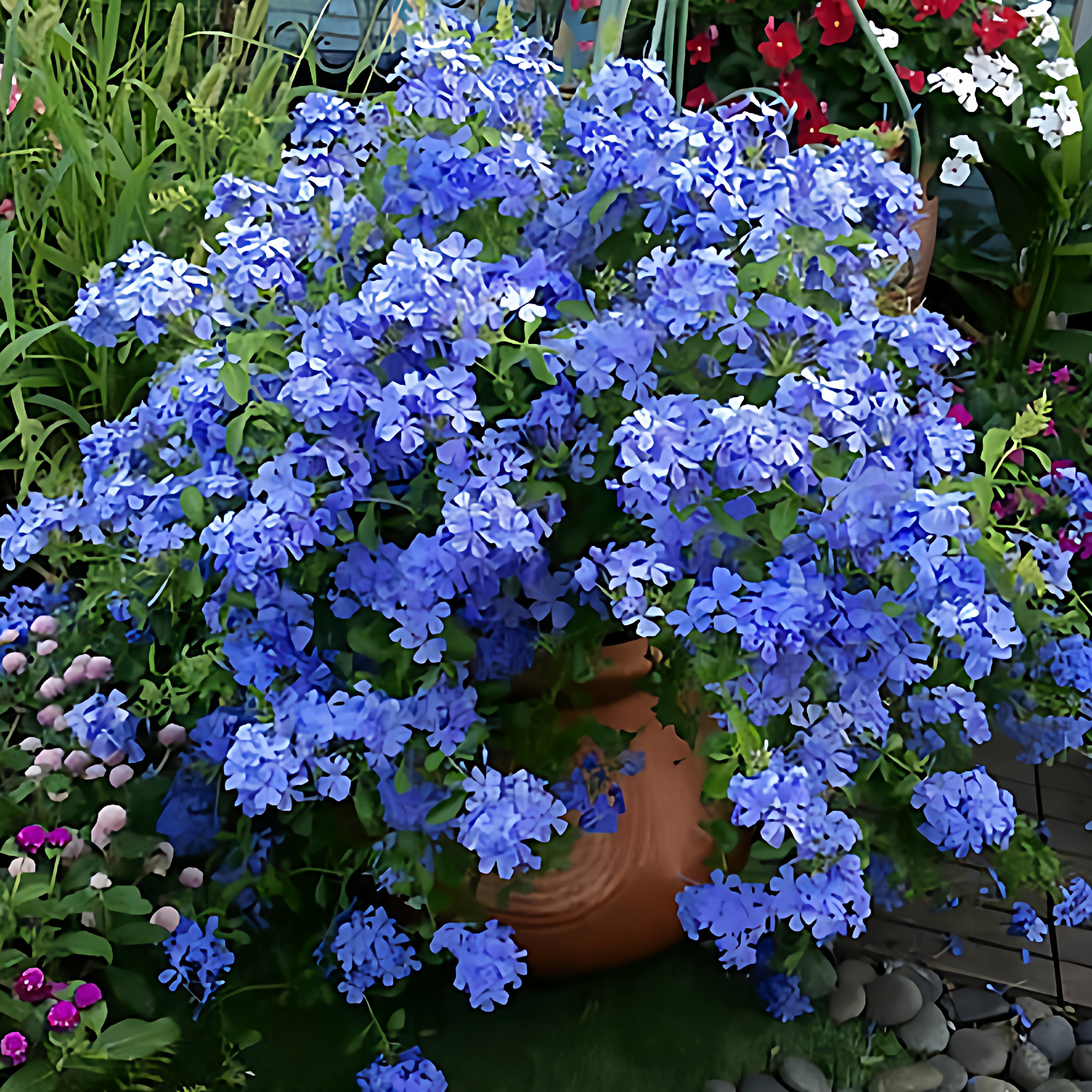 蓝雪花苗盆栽勤花品种耐热庭院