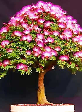 合欢树苗小盆景素材庭院阳台观花植物桌面盆栽合欢花小树桩耐寒花