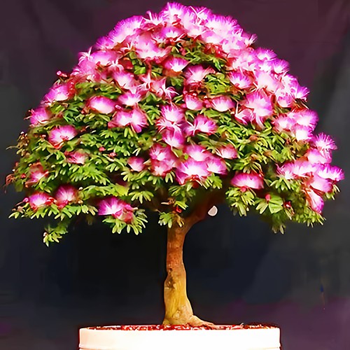 合欢树盆景素材阳台桌面观花植物