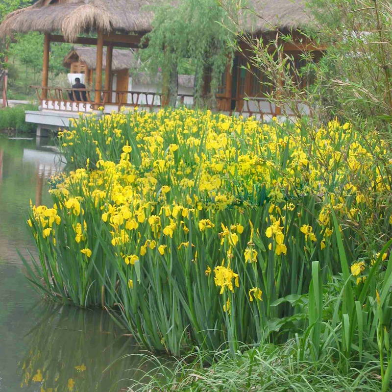 鱼塘庭院黄花鸢尾地栽挺水植物