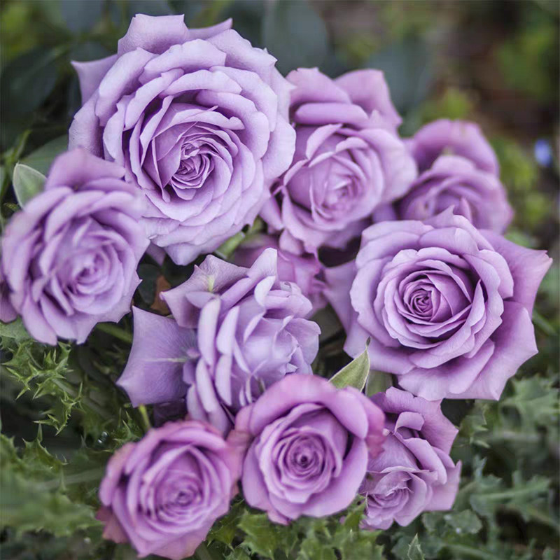 紫精灵微型月季花苗薰衣草女神阳台花园四季花卉植物爱开花株型小