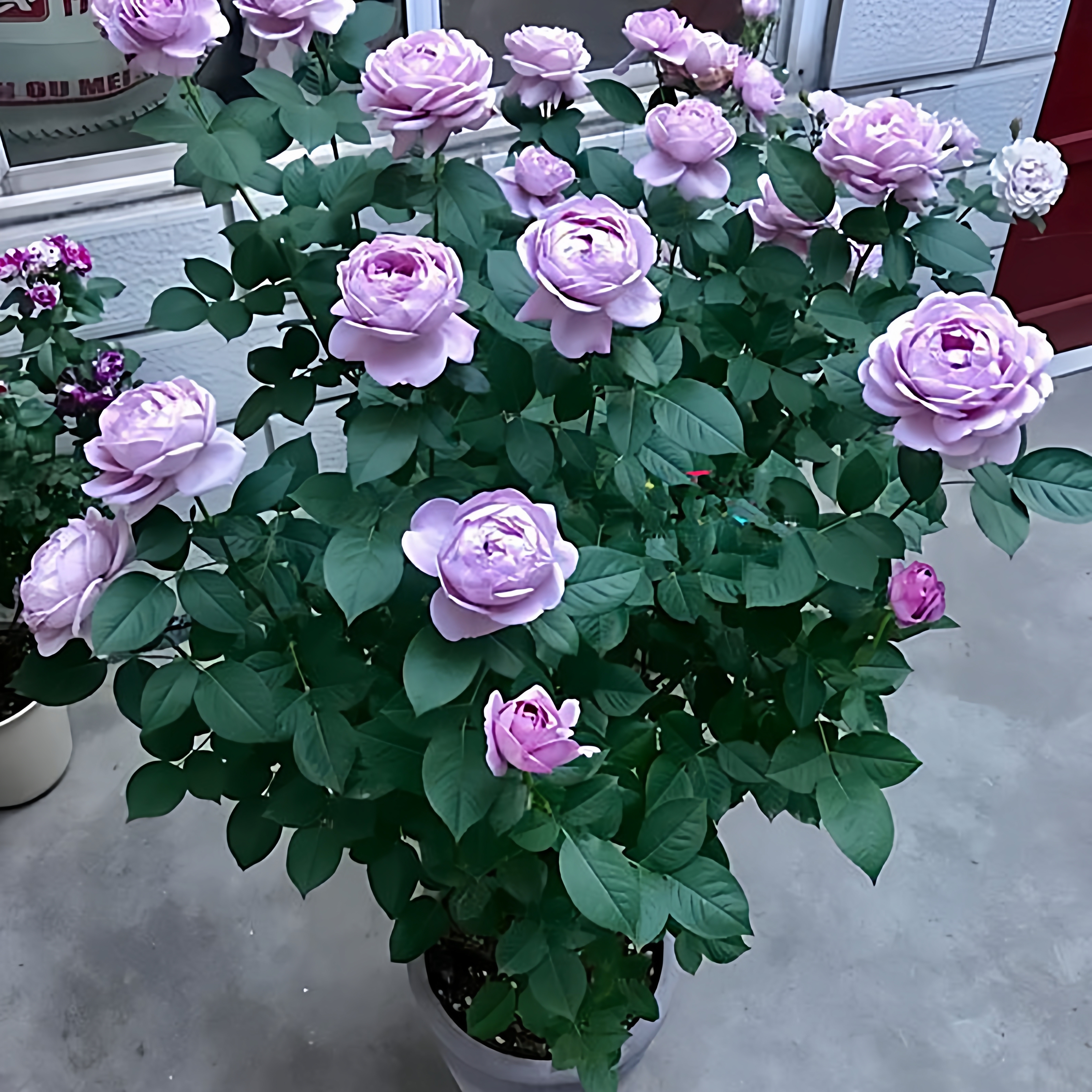 蓝色风暴棒棒糖玫瑰花树苗盆栽树状月季四季阳台庭院室内花卉植物