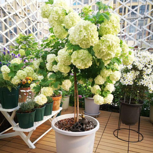 欧洲乔木绣球玫瑰棒棒糖花苗盆栽