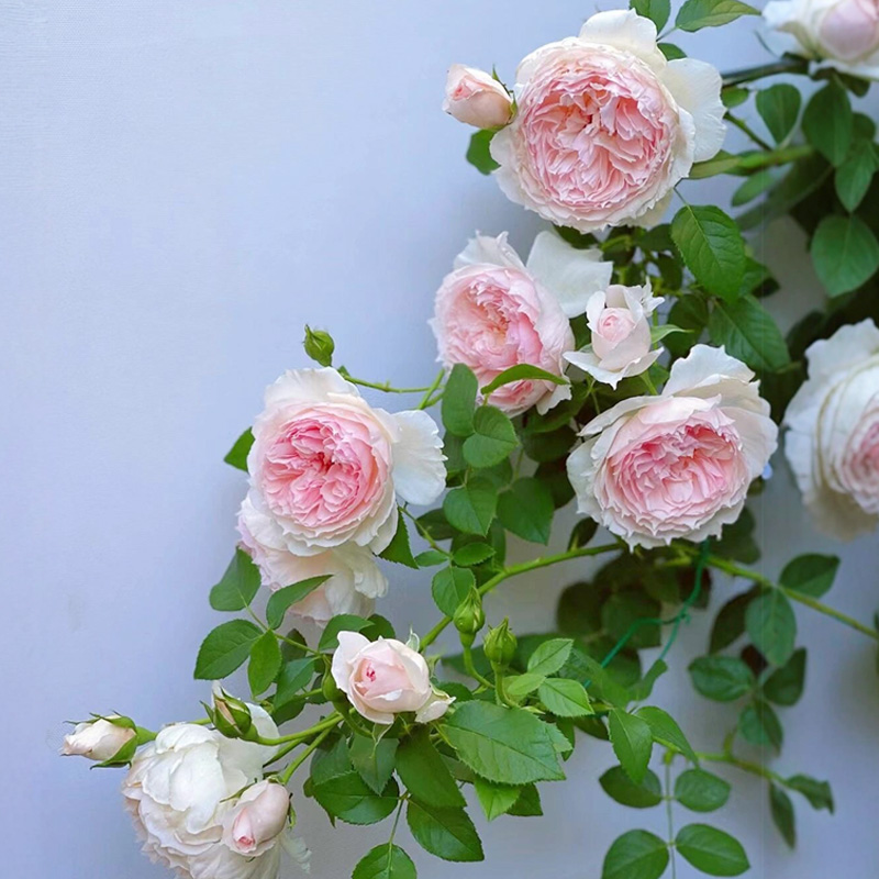 威基粉伍德月季花苗特大花浓香型