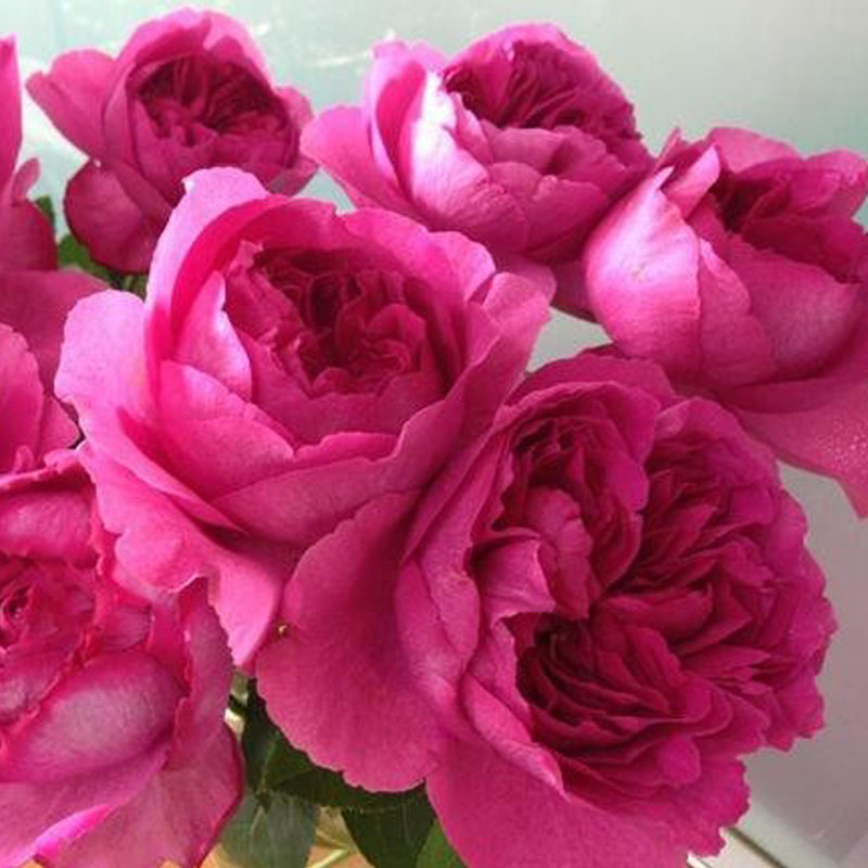 伊芙小资情调月季花大苗盆栽灌木切花朵超10厘米大花浓香阳台庭院