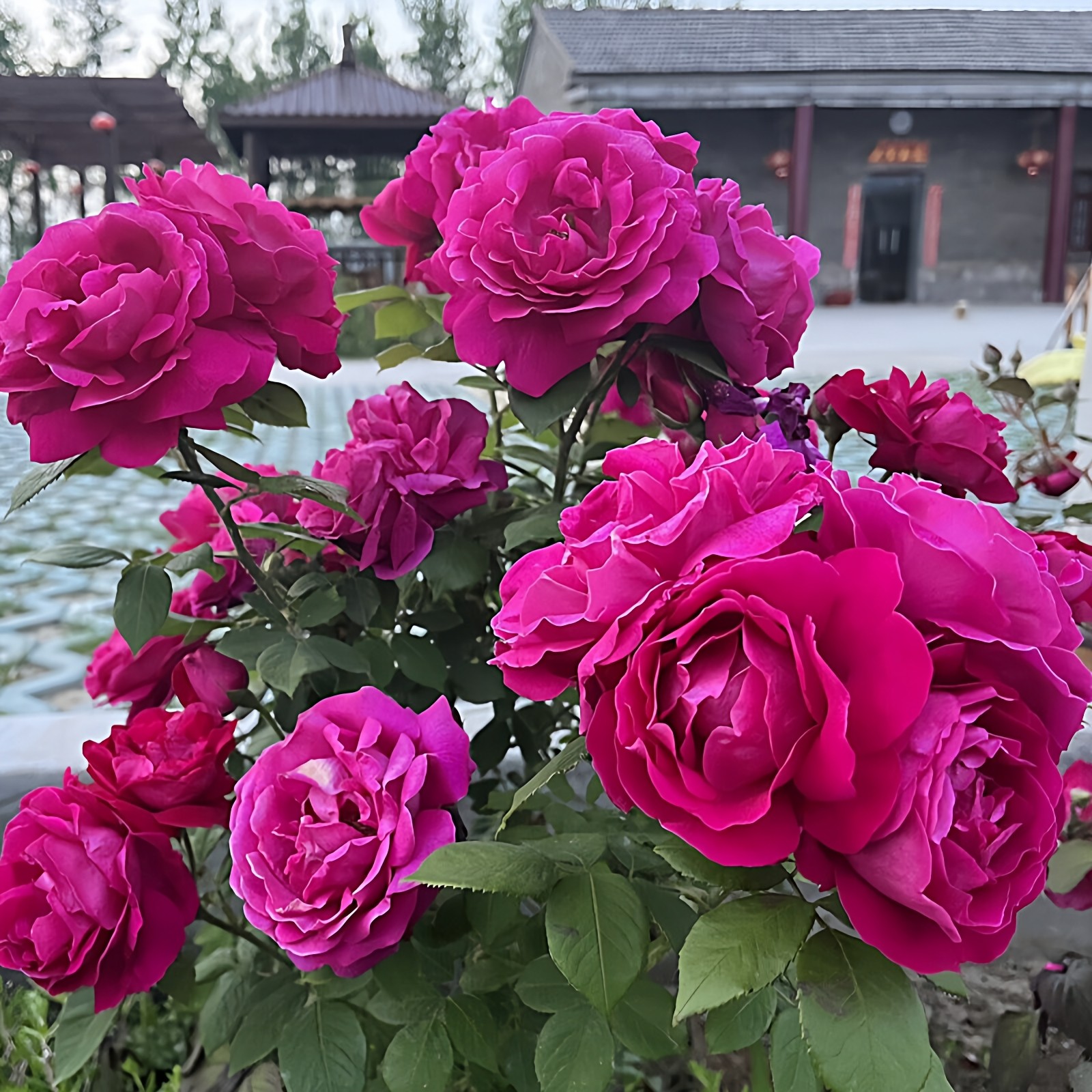 滇红玫瑰花大苗盆栽可食用玫瑰花苗浓香阳台庭院多季开花卉绿植物,鲜花速递/花卉仿真/绿植园艺,月季/蔷薇/玫瑰,淘宝优惠券,粉丝福利购,淘宝优惠卷