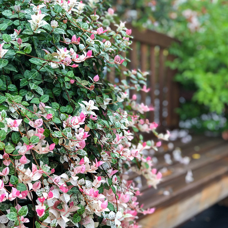 黄金花叶络石藤盆栽耐阴彩叶藤蔓吊兰植物四季常青不掉叶耐寒垂吊