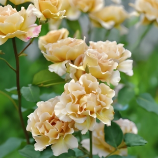 折扇月季大苗盆栽灌木咖啡复古色特大花多季勤开河本纯子金扇月季