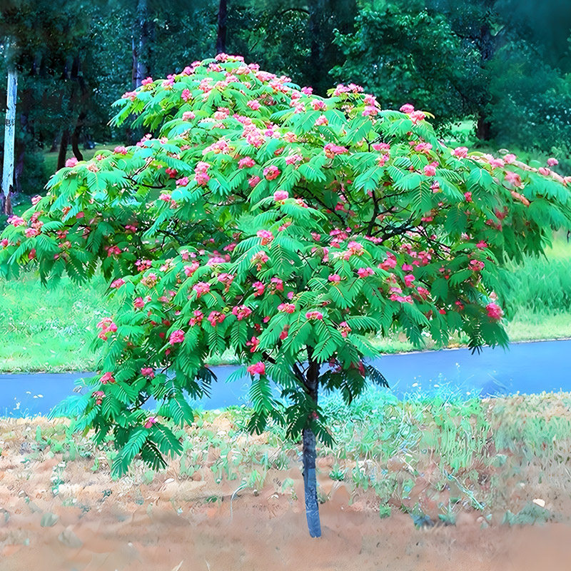 合欢花树苗绒花树行道风景大树庭院耐寒旱工程绿化乔木南北方种植,鲜花速递/花卉仿真/绿植园艺,行道树/乔木,淘宝优惠券,粉丝福利购,淘宝优惠卷