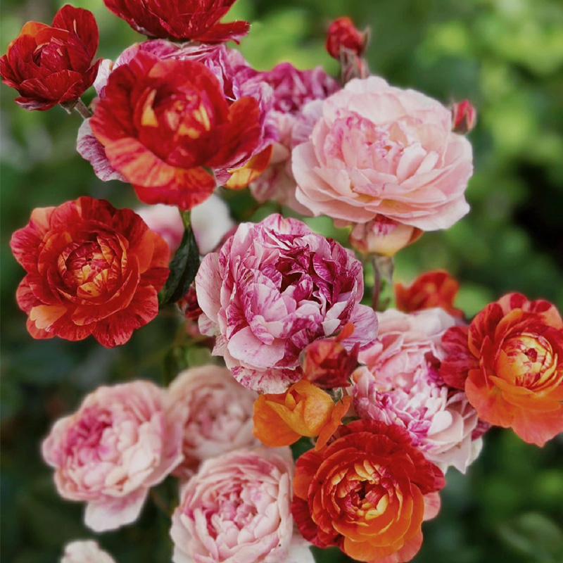 果汁飞溅月季大苗盆栽多季花量大