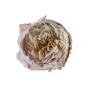 夏洛特佩里安灌木月季花大苗盆栽复古金属色多季开花阳台花园植物