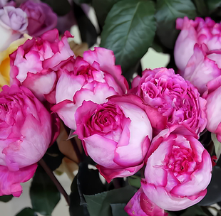 伊芙伯爵强香月季花大苗大花香味浓郁四季玫瑰花阳台盆栽花卉植物