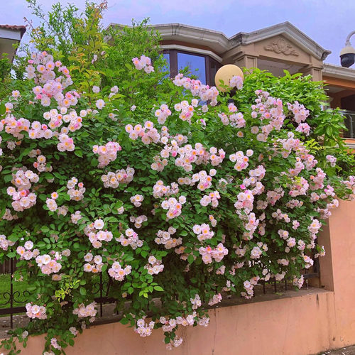 粉团蔷薇大苗老品种多花粉色群开