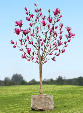 紫玉兰花树苗盆栽白玉兰花阳台庭院别墅景观树浓香四季花卉绿植物