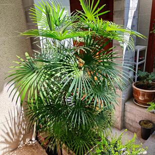 棕竹盆景中小型室内外绿植物庭院四季常青花卉好养细叶棕竹大盆栽