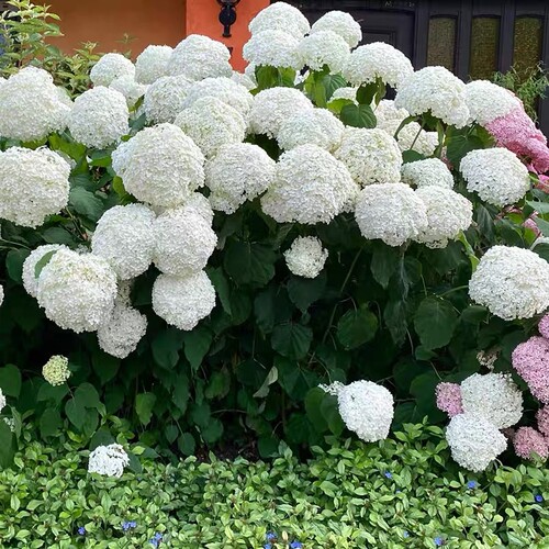 无敌贝拉安娜绣球花阳台花园植物