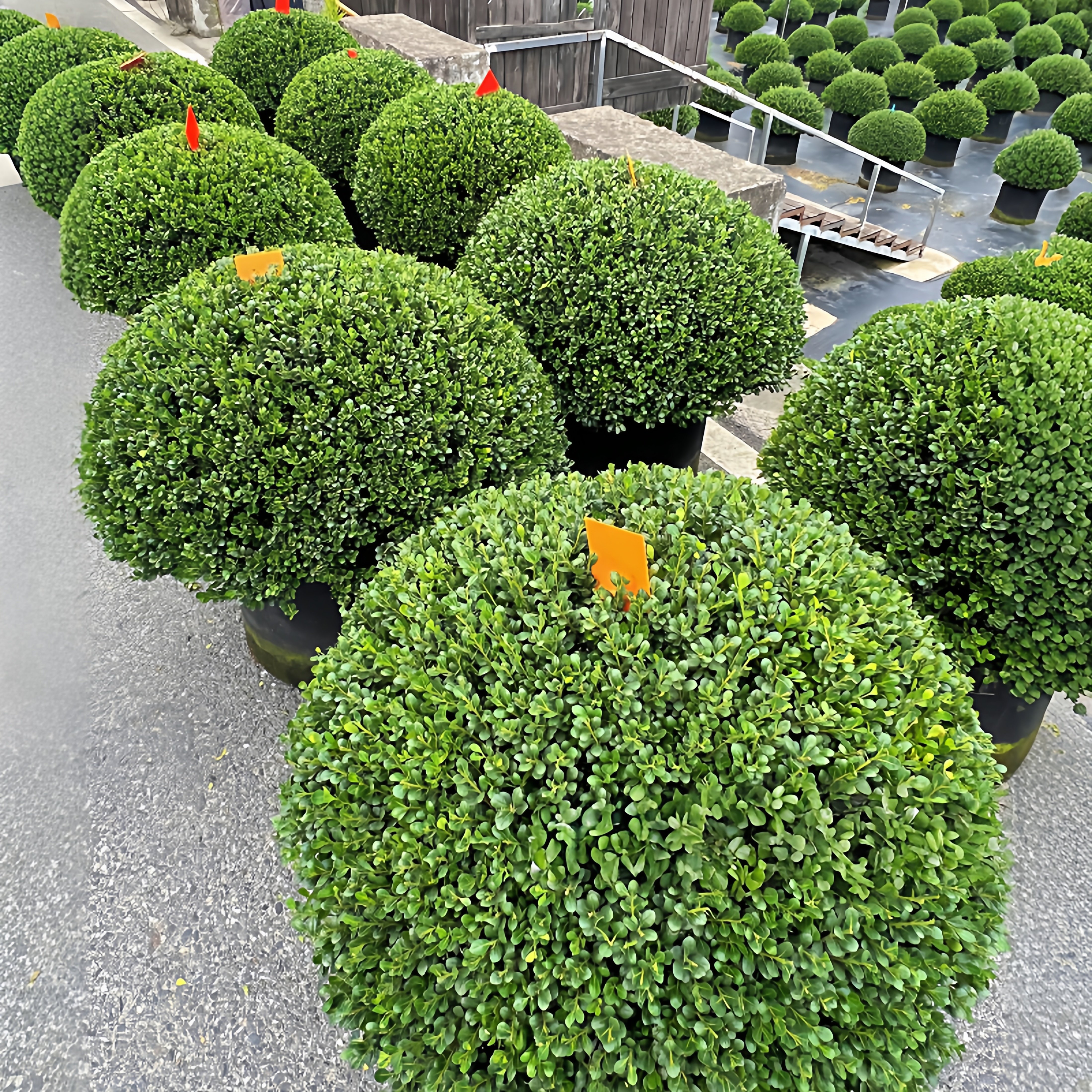 龟甲冬青球四季长青低维护植物