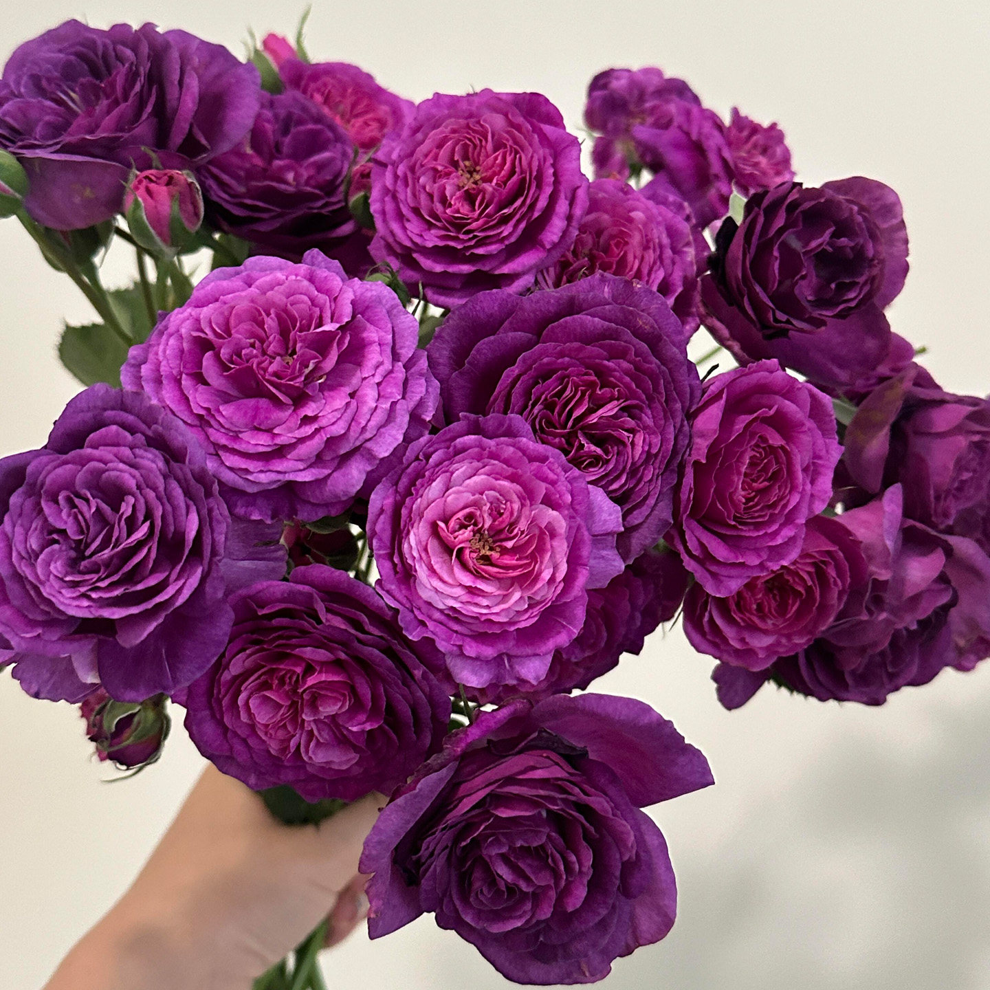凝夜幽兰月季花大苗盆栽低维护型图片