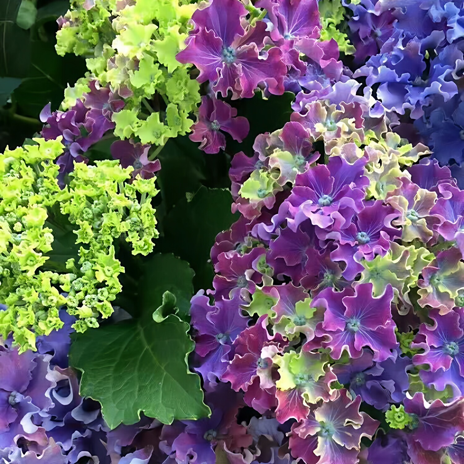 漫卷流光大花绣球花苗阳台盆栽庭院花园植物勤花品种卉八仙紫阳花 - 实物图