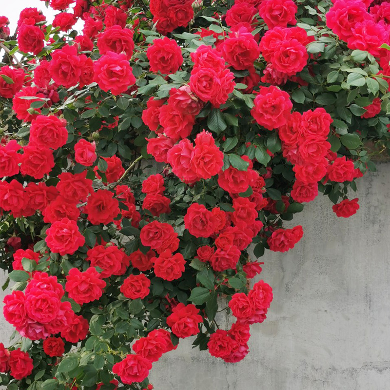 小女孩藤本月季花大苗阳台庭院四季开爬藤花卉绿植物爬墙蔷薇花苗