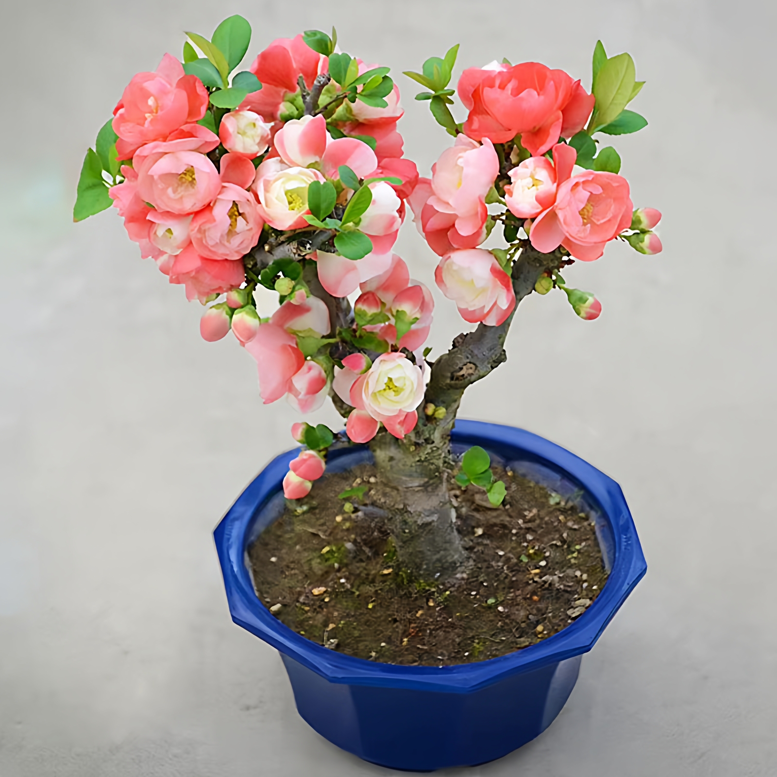 双色海棠花盆栽盆景老桩好养好看