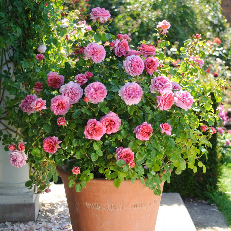 肯特公主月季花大苗四季阳台