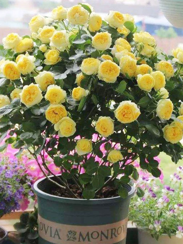 金丝雀月季花大苗盆栽四季开特大花浓香阳台微型大花月季庭院花卉