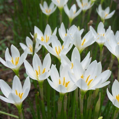 10棵风雨兰盆栽阳台花园葱兰花苗四季常绿花卉植物韭菜兰花沿阶草