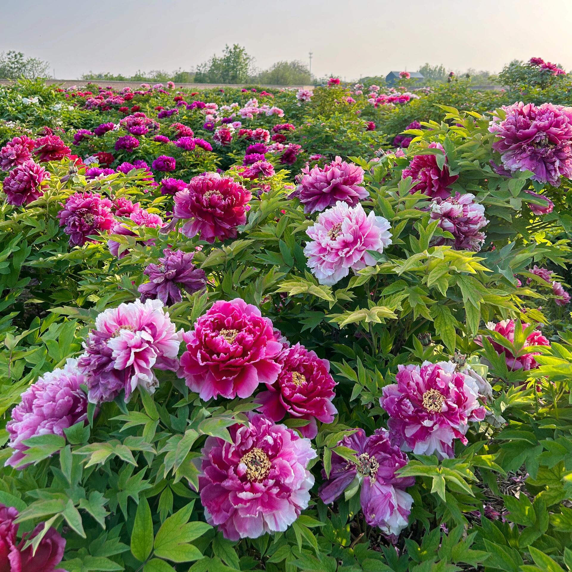 牡丹花大苗盆栽阳台庭院室花草
