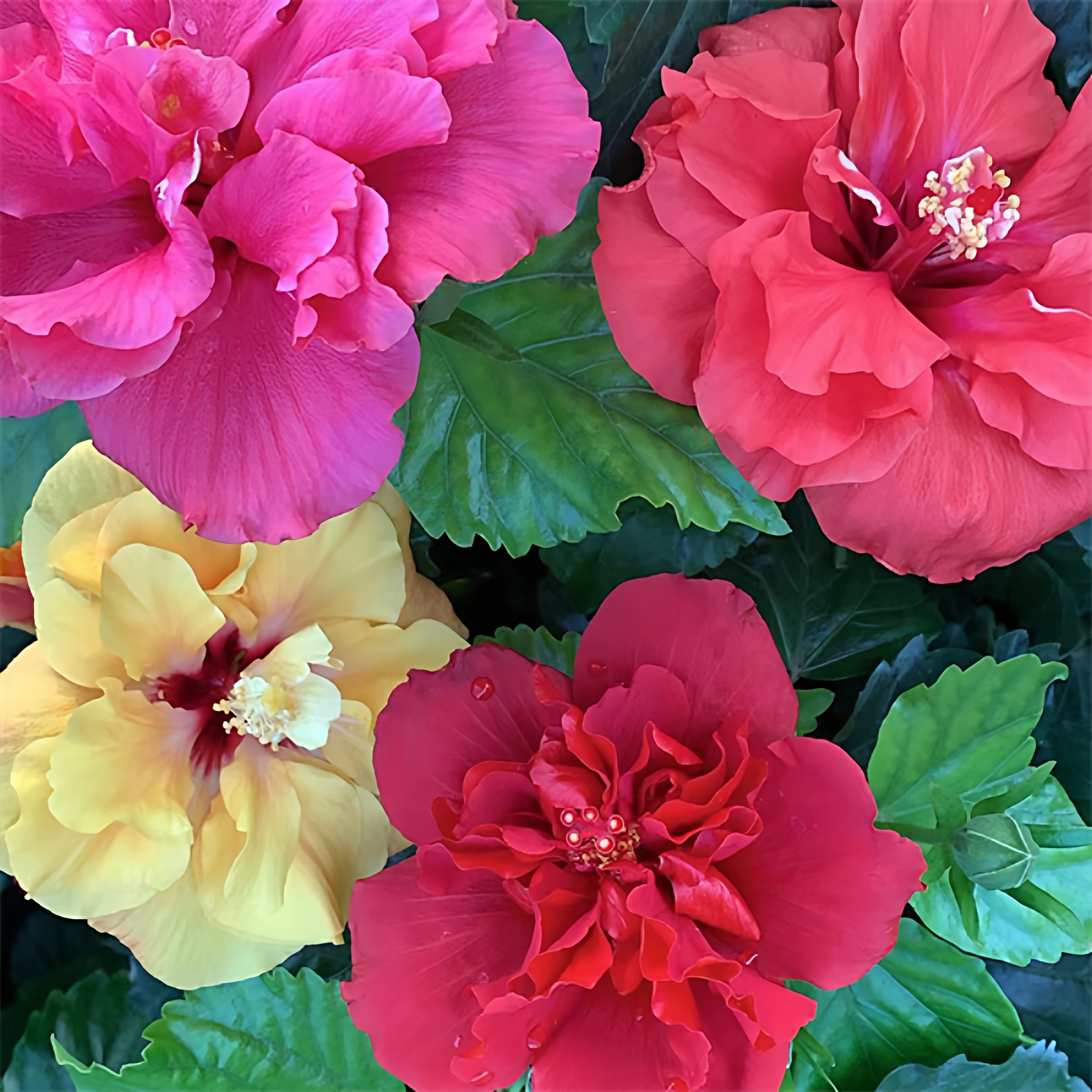 丹麦木槿花苗盆栽阳台好养四季花卉观花绿植物室内扶桑花朱瑾牡丹