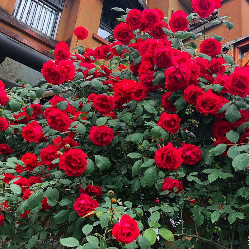 藤本月季蔷薇花大苗大花浓香爬藤