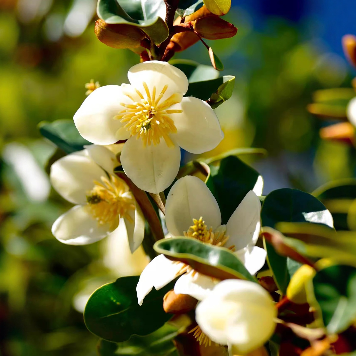 含笑花树苗盆栽浓香花卉室内庭院