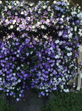 重瓣白色虎头茉莉花苗盆栽浓香花卉植物鸳鸯双色茉莉爬藤银丝茉莉
