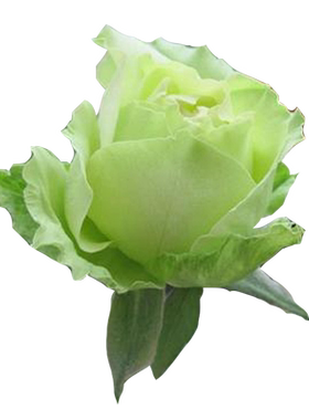 绿星月季花大苗开绿色花朵新品