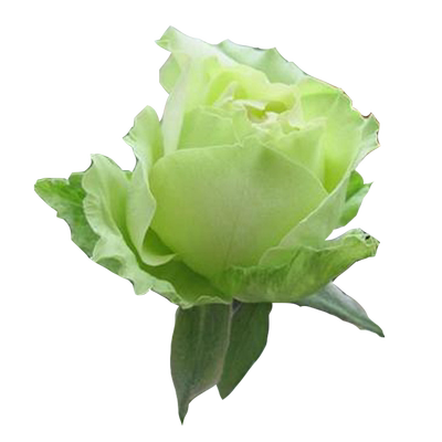 绿星月季花大苗开绿色花朵新品