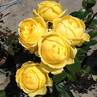 黄色浓香切花玫瑰花苗卡特琳娜阳台月季花盆栽花园花卉绿植物四季