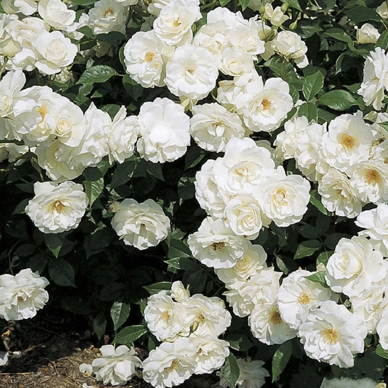 直立灌木冰山月季花大苗阳台庭院