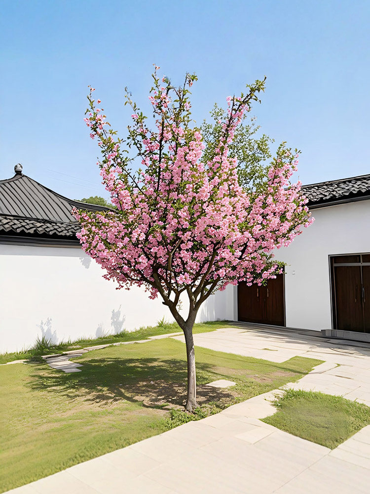 绚丽四季海棠花树苗盆栽西府海棠花庭院阳台耐寒花卉植物垂丝海棠