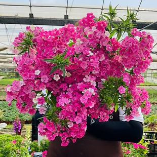 霹雳绣球石竹盆栽大苗带花苞庭院阳台花园绿化景观搭配植物花期长