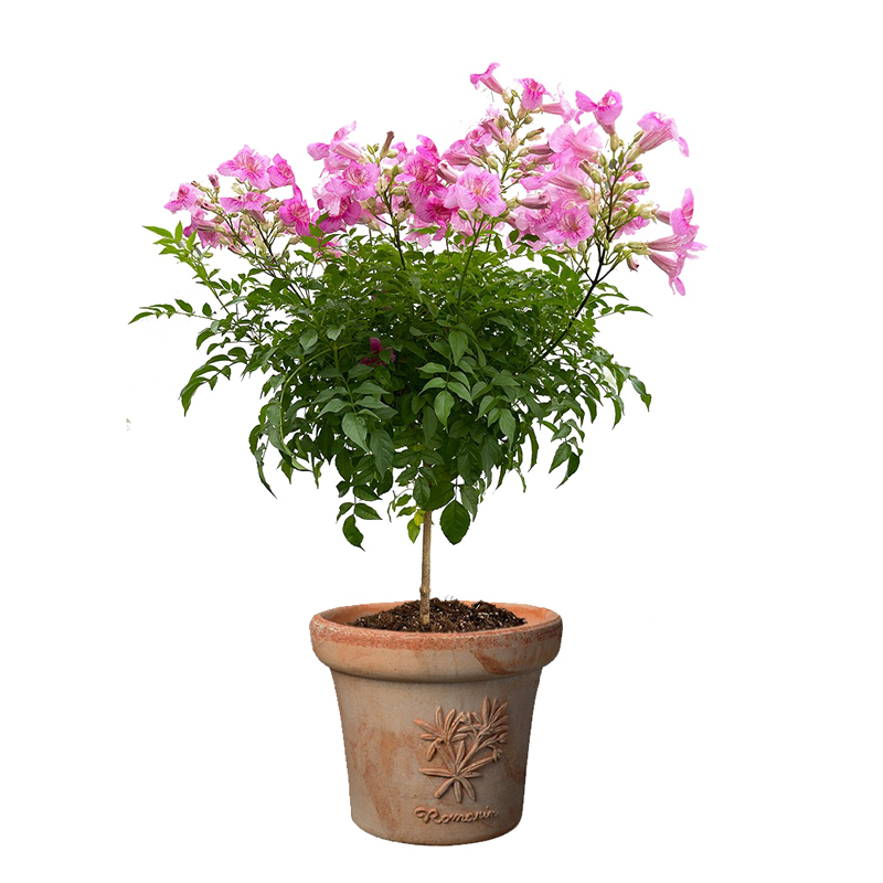 粉色凌霄花棒棒糖盆栽庭院阳台花