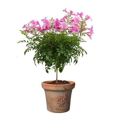 粉色凌霄花棒棒糖盆栽庭院阳台花