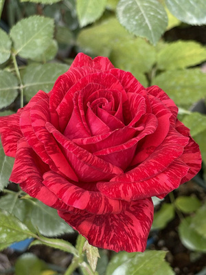 红色直觉月季花大苗盆栽条纹开大花玫瑰四季阳台庭院花卉直立性好