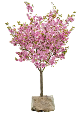 重瓣樱花树苗阳台花园种植风景树